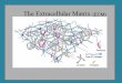 ECM (matriks ekstraseluluer)