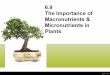 6.9 the Importance of Macronutrients & Micronutrients in Plants