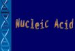 3.Nucleic Acid
