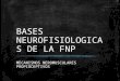 Bases Neurofisiologicas de La Fnp