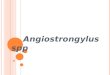 Angiostrongylus Dr.risma
