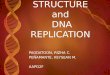 Dna Replication Genetics