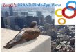 ZONG's Birds-Eye View