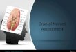 Cranial Nerves Assessment