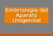 embriologia del aparato urogenitall