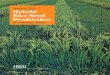 Manual for Hybrid Rice Seed Production