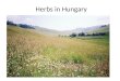 Herbs in Hungary