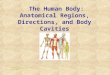 anatomy chapter 1 anatomical regions (chapter 1).ppt