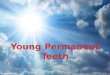 Young Permanent Teeth