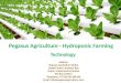 Pegasus Agriculture's Hydroponic Farming
