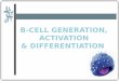Immunogenetics- B Cell Development