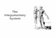 The Complete Integumentary System Study Guide