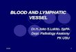 CVS2 - K35 - K53 - Blood & Lymphatic Vessel PA
