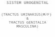 Sistem Urogenital Ml