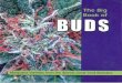 The BIG Book of BUDS (Cannabis.strains,Breeding,History) Seeds and History by Uga