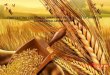Forecasting Cultivated Areas and Production of Wheat In