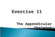 Exercise 11 the Appendicular Skeleton