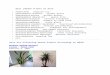 Best Indoor Plants by Nasa