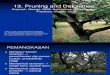 Dbt 13 - Pruning & Defoliation
