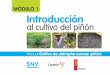 Hn Introduccion Cultivo Pinon Manual Modulo i