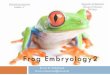 Frog Embryo.pdf