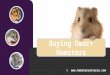 Buying Dwarf Hamsters - Where to get them and what to look out for