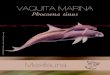 Vaquita marina (Phocoena sinus)