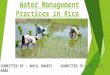 Water management practices in rice