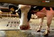 Ovi-bovi: Automated cow estrus detection system