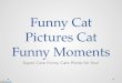 Funny Cat Pictures Cat Funny Moments
