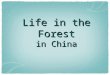 China forests