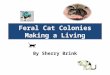Feral Cat Colonies