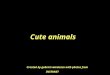 Cute animals