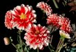 Beautiful Dehlia Flowers