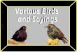 Birds And Sayings