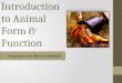 Introduction to animal form & function