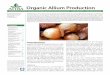 Organic Allium Production
