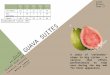 Guava suites columbia univ jan 2014