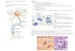 Histology of Nervous System Edited