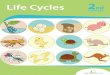 Life Cycles Workbook