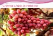 Grapes Production Technology