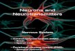 Lecture 7 Neurons