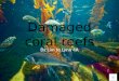 Damaged Coral Reefs