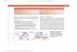 4Imunologia e Microbiologia 1ed-1014615-TDAB2C121.pdf