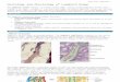 Histology and Physiology of Lymphoid Organ