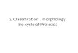 Classification , morphology , life cycle of Protozoa .pptx