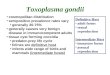 Toxoplasma gondii cosmopolitan distribution seropositive prevalence rates vary generally 20-75% generally causes very benign disease in immunocompetent