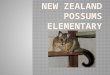 Name: The Bushtail Possum (Trichosurus Vulpecula) Origin: Australia Introduced to NZ in 1858 Length: 50cm long Colour: Grey, Brown Weight: 3~4 KG Lifespan: