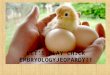 LETS PLAY CHICK EMBRYOLOGYJEOPARDY!! EggsIncubatorCaring for Eggs Baby Chicks Parts of A Chicken Q $100 Q $200 Q $300 Q $400 Q $500 Q $100 Q $200 Q $300