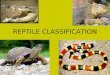 REPTILE CLASSIFICATION. CLASS REPTILIA Members of this class were the first vertebrates to have amniotic eggs. These eggs have extra membranes that